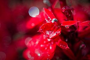 Lobelia