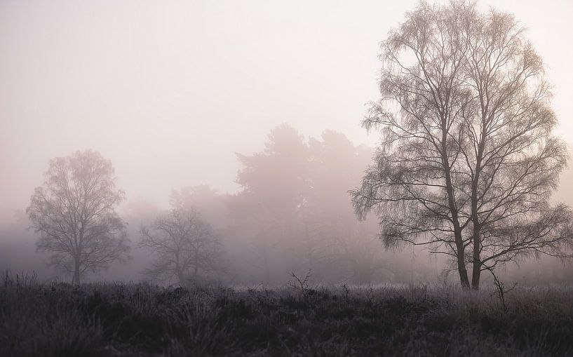 atmospheric trees by Tania Perneel