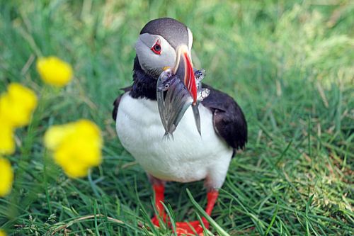 Puffin with fish in beak