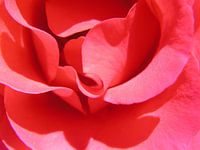 RoseClose