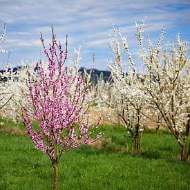 Cherry blossom at the Kaiserstuhl 2.0 by Ingo Laue