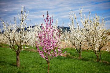 Cherry blossom at the Kaiserstuhl 2.0 by Ingo Laue
