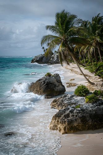 Plage maritime avec palmiers et rochers