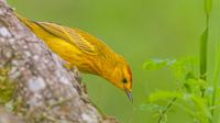 Yellow singer