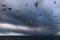Fishing birds by Andius Teijgeler thumbnail
