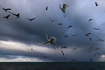 Vissende vogels tijdens storm van Andius Teijgeler