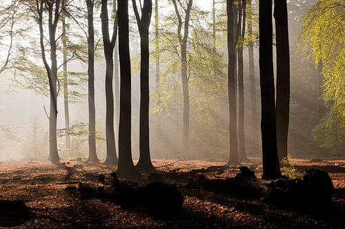 Autumn landscape