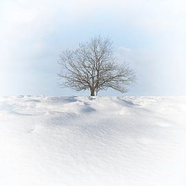 Winter in Salland by Alied Kreijkes-van De Belt