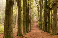 bospad in de herfst