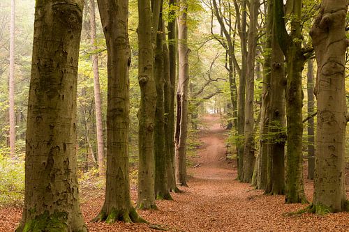 bospad in de herfst