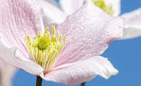 Pastel bloem, voorjaarstafereel!