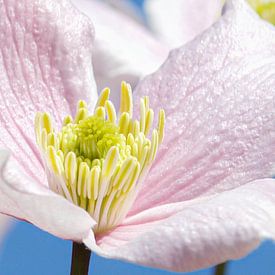 Pastel bloem, voorjaarstafereel! van Malou van Gorp