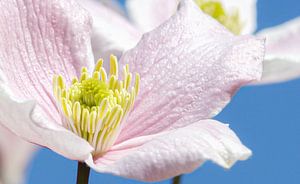 Fleur pastel, scène de printemps !