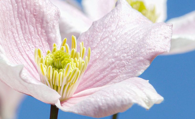 Pastellblume, Frühlingsszene! von Malou van Gorp