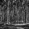 Dans la forêt sur Götz Gringmuth-Dallmer Photography