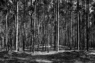 Im Wald von Götz Gringmuth-Dallmer Photography Miniaturansicht