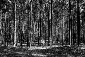 In het bos van Götz Gringmuth-Dallmer Photography