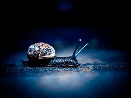 In the spotlight by Harry Bouman