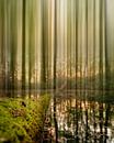 The fading forest van Bram Laenen thumbnail