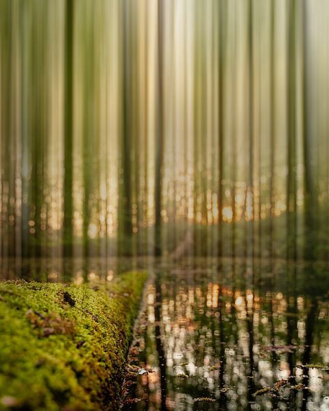 The fading forest van Bram Laenen