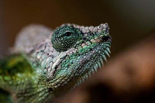 Portret, close-up van een kameleon in roze en groene kleuren.