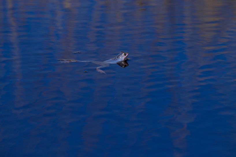 Blauer Frosch von Marjoo