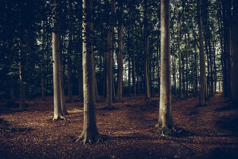 treeline by b.dutch