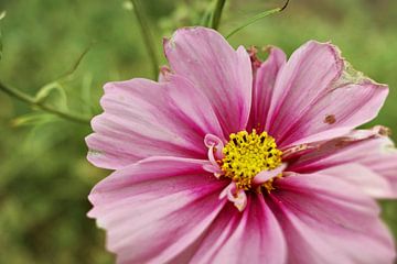 Cosmea, Mexican Aster by Jurjen Melinga
