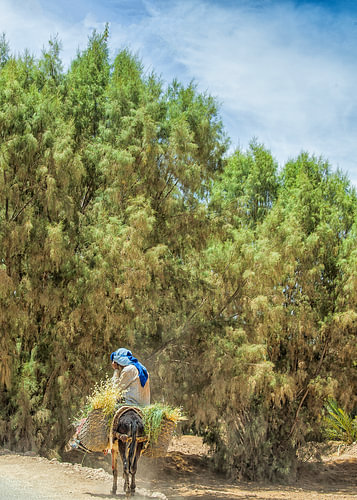 A man on a donkey in Morocco