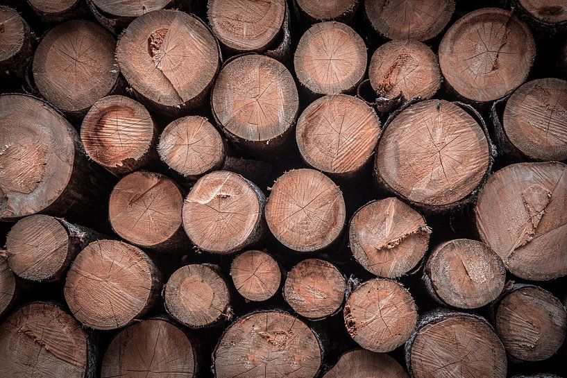 Holz von Rianne Kugel