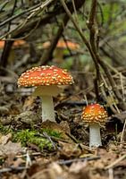 Amanita muscaria.