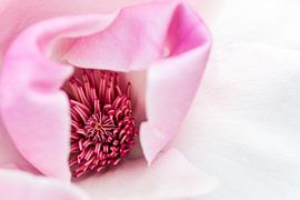 Inside the Magnolia by Patrick Kilb