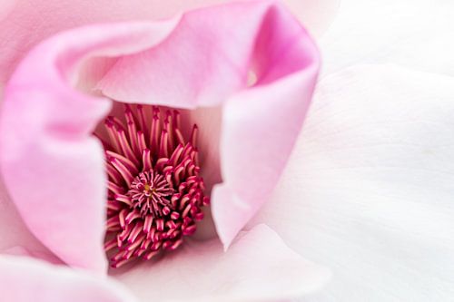 À l'intérieur du magnolia