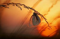 Goedenacht