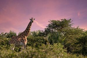 Baringo Giraffe (Giraffa camelopardalis), Murchison Falls National Park, Uganda