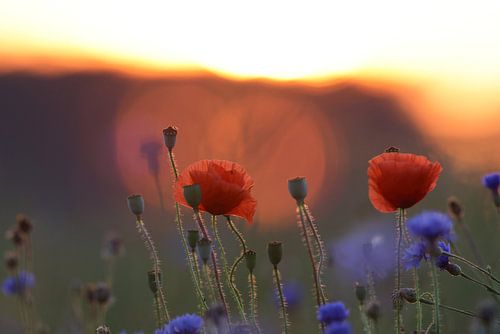 klaprozenveld in zonsondergang duitsland