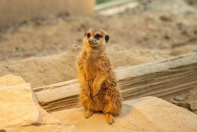 Meerkat von Tomas S.