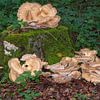 Giant spore mushrooms resp.Meripilus giganteus in the autumn forest by Peter Eckert