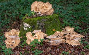 Riesenporlinge resp.Meripilus giganteus im herbstlichen Wald