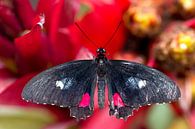 vlinder op een rode bloem von W J Kok Miniaturansicht