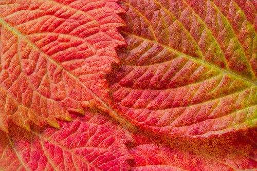 Herfstkleuren schilderachtig