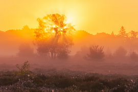 Ein goldener Morgen von Norman van der Geer