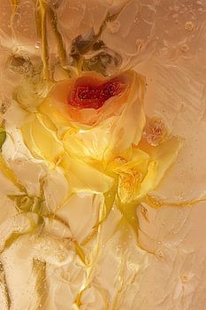 Kleine Rose in Eis 1