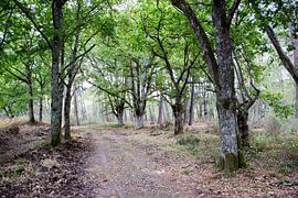 Un sentier à travers la forêt de chênes, où règne une paix apaisante.