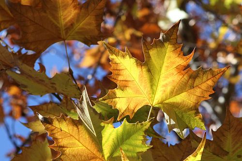 Autumn Started