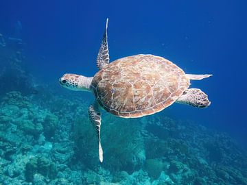 Zeeschildpad van Michael Rust