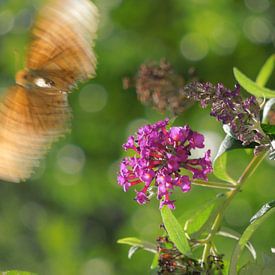 Fluttering Butterfly von Lin McQueen