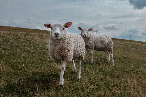 Sheep in the meadows