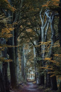 L'avenue des arbres enchantés : la route vers le royaume des fées sur Moetwil en van Dijk - Fotografie