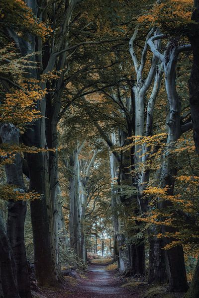 Betoverende bomenlaan: de weg naar het Feeënrijk van Moetwil en van Dijk - Fotografie